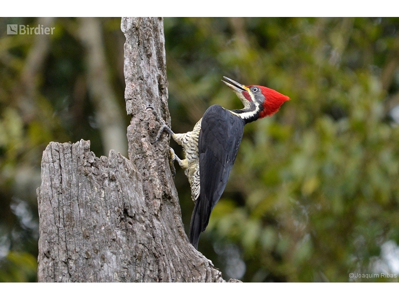 Lineated Woodpecker