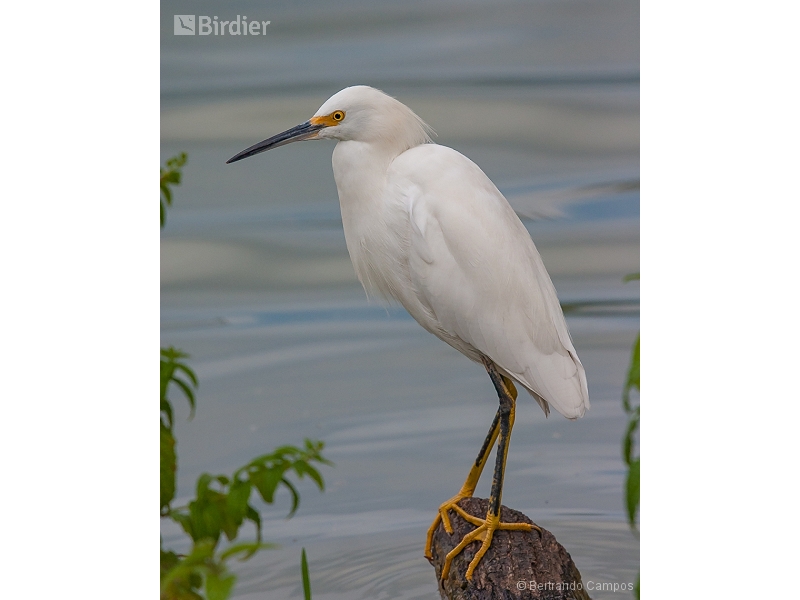 Snowy Egret