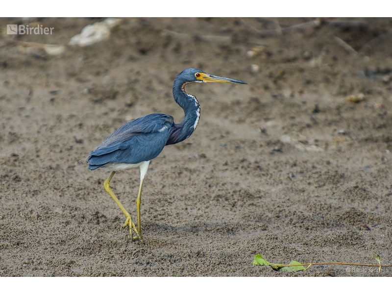Tricolored Heron