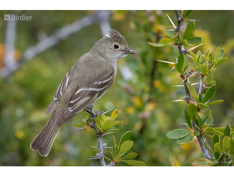 White-crested Elaenia