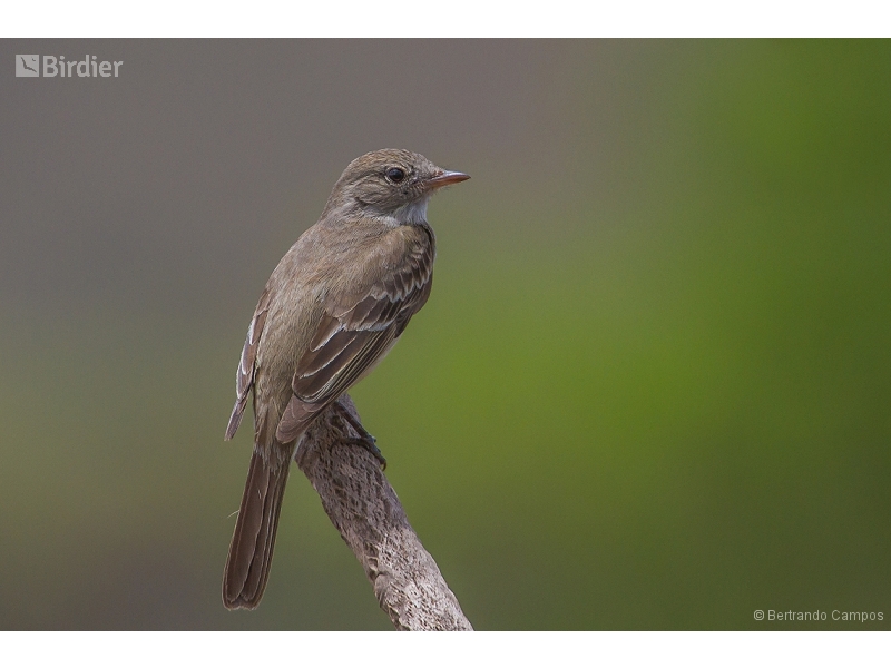 Lesser Elaenia