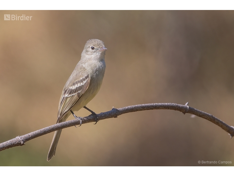 Lesser Elaenia
