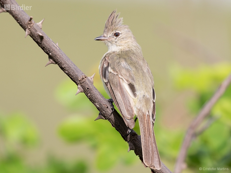 Plain-crested Elaenia