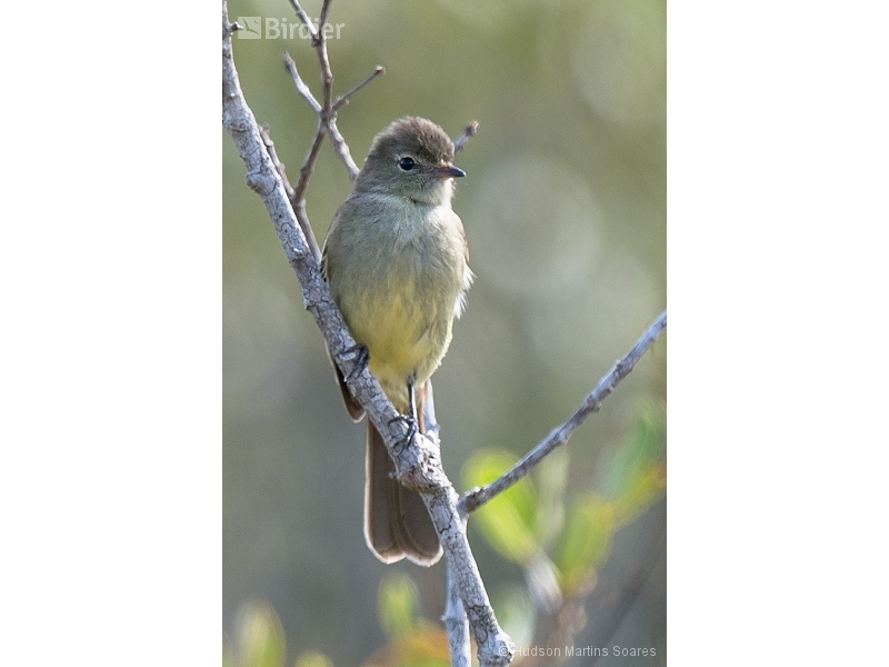 Highland Elaenia
