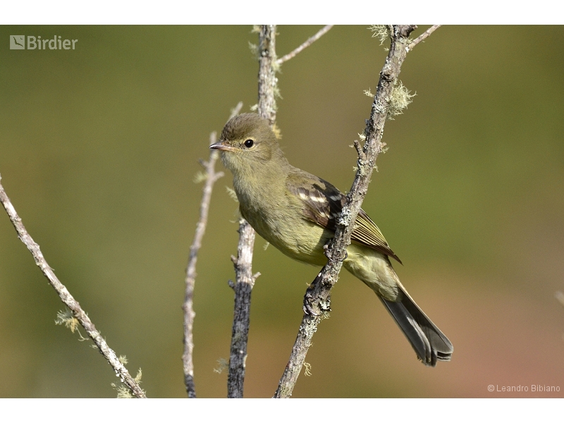 Highland Elaenia