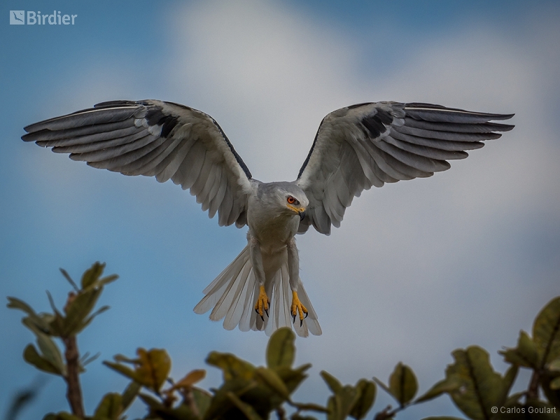 White-tailed Kite