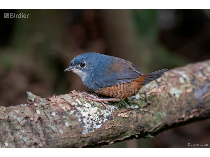 White-breasted Tapaculo