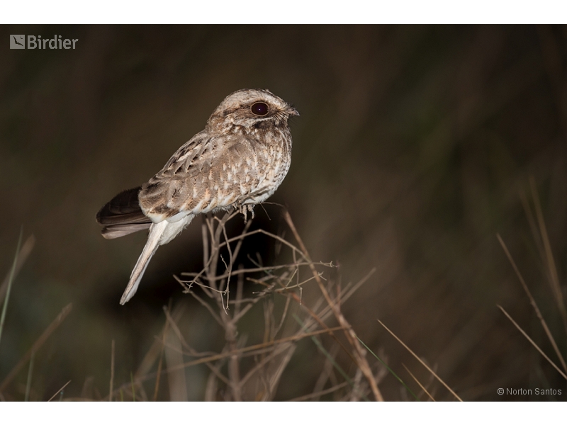 White-winged Nightjar