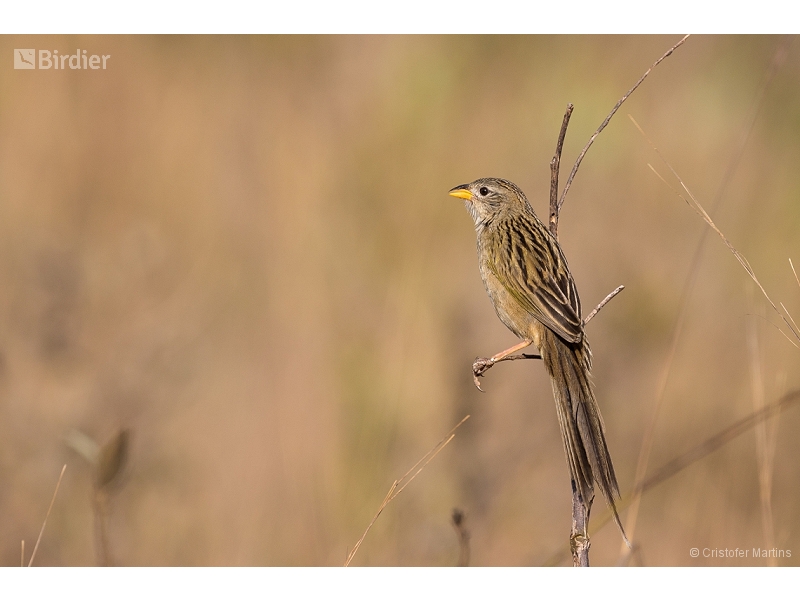 Wedge-tailed Grass Finch