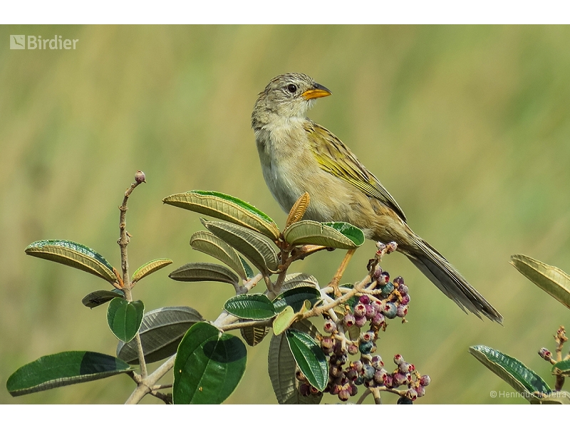 Wedge-tailed Grass Finch