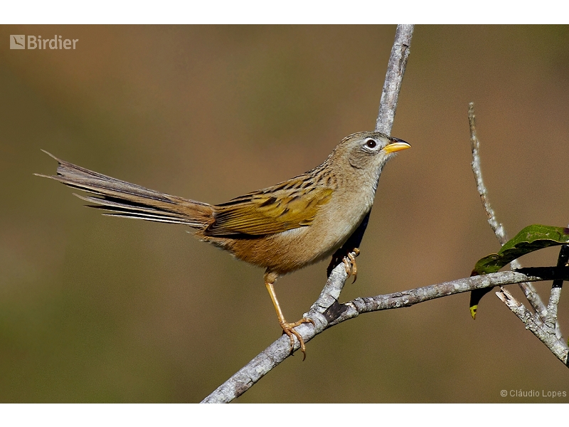 Wedge-tailed Grass Finch