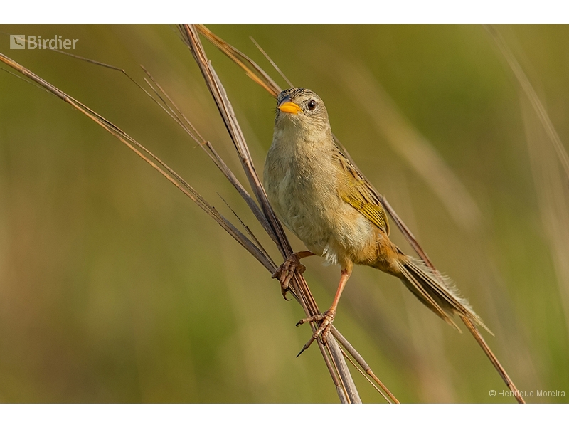 Wedge-tailed Grass Finch