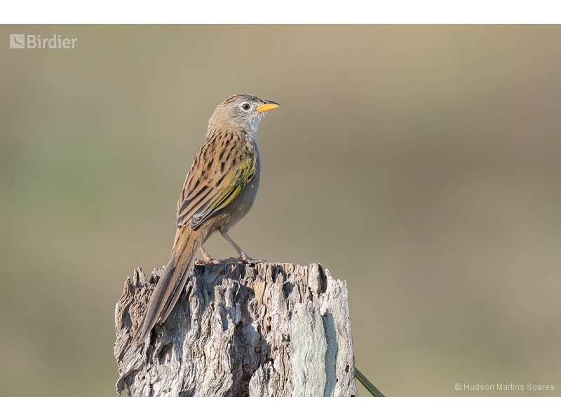 Wedge-tailed Grass Finch
