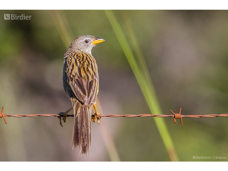 Wedge-tailed Grass Finch