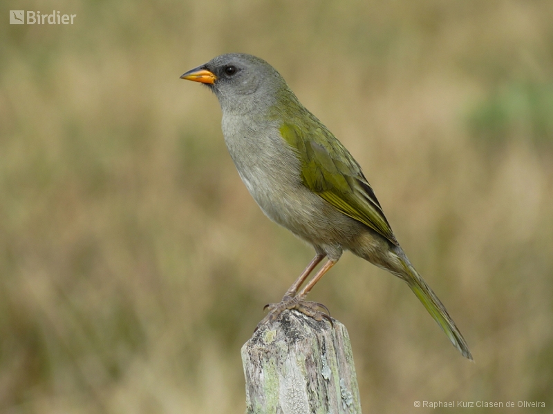 Pampa Finch