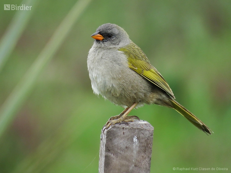 Pampa Finch