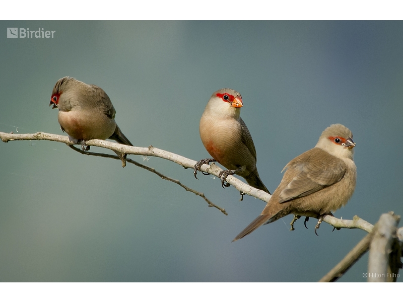Common Waxbill