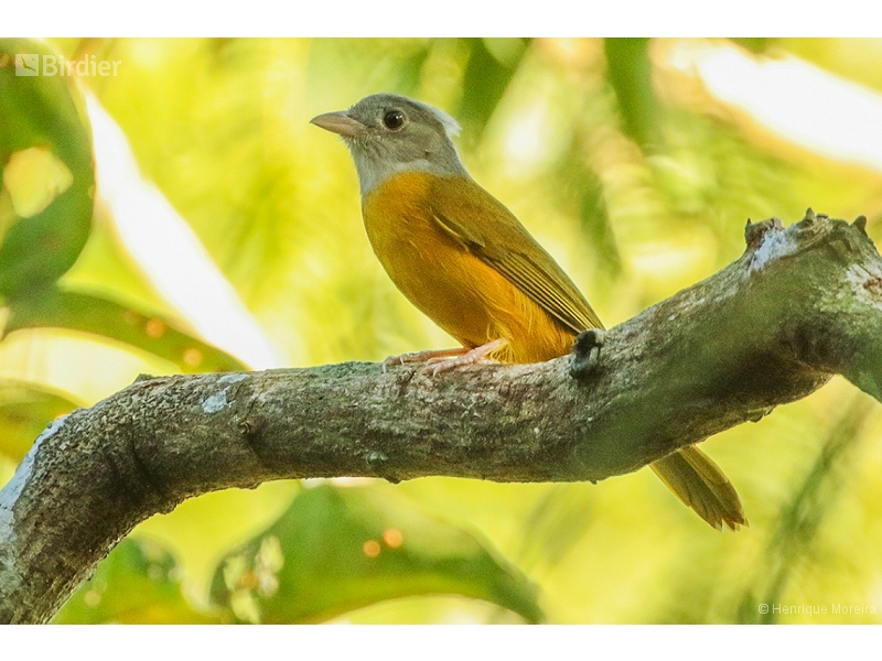 Grey-headed Tanager