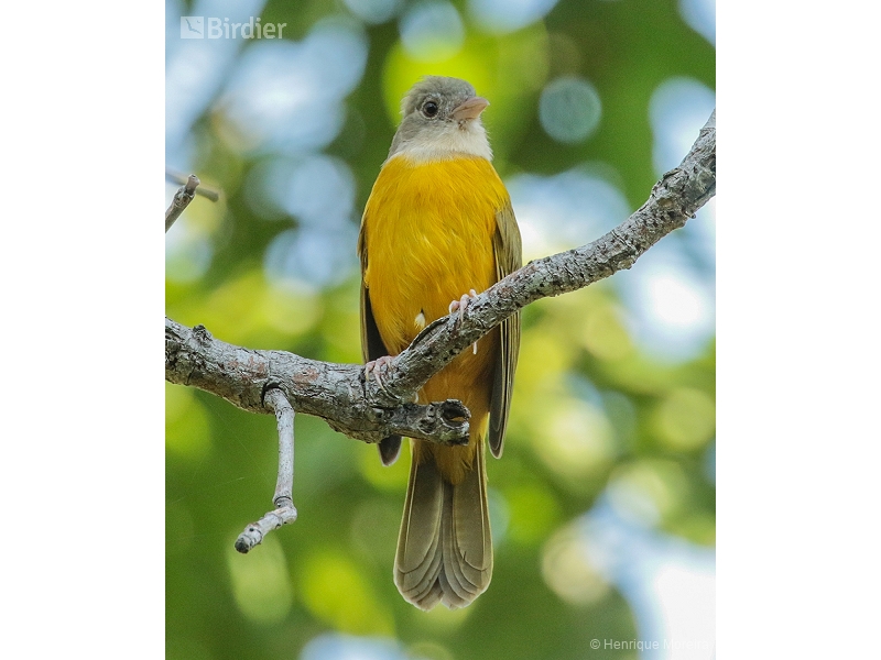 Grey-headed Tanager