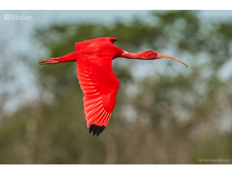 Scarlet Ibis
