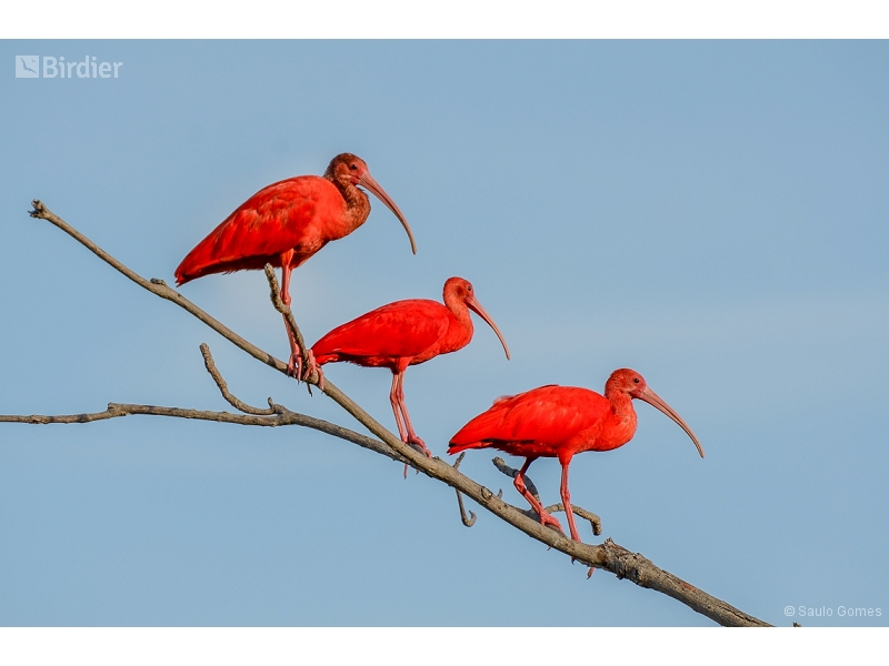 Scarlet Ibis