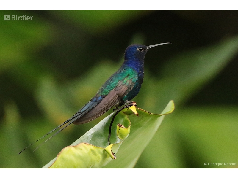 Swallow-tailed Hummingbird
