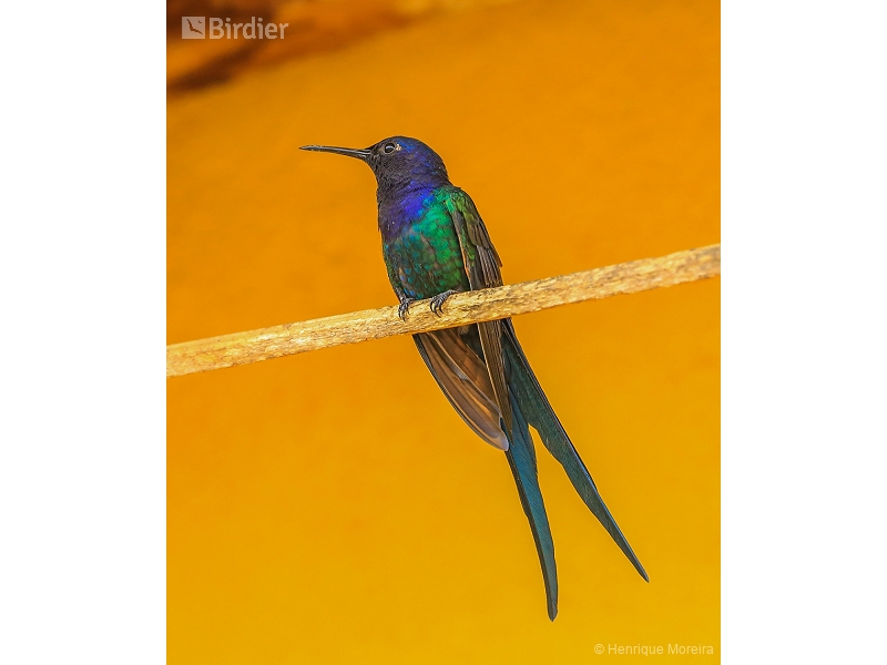 Swallow-tailed Hummingbird