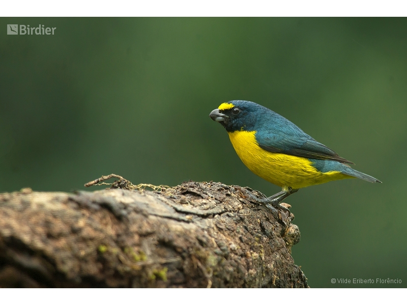 Green-chinned Euphonia