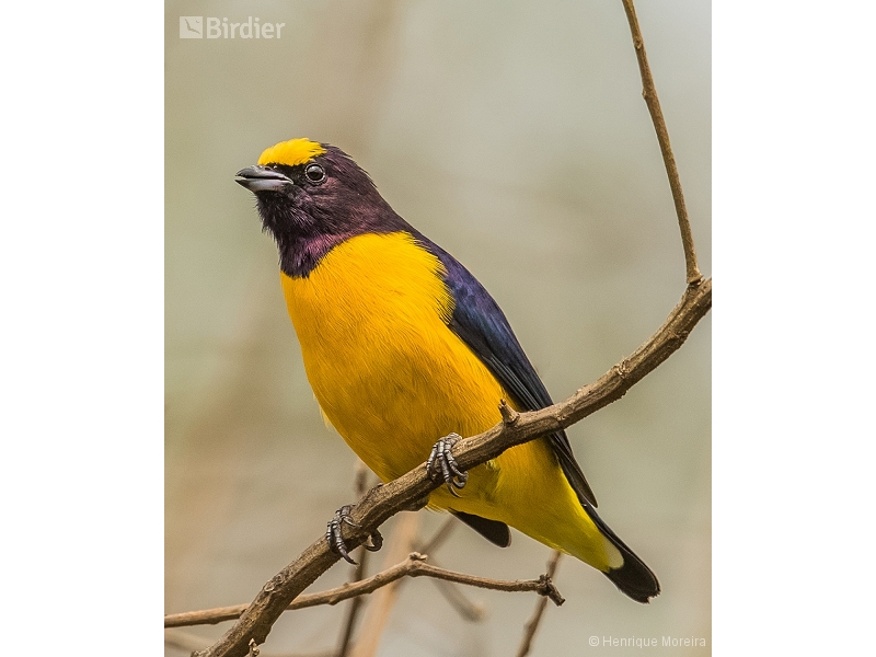 Purple-throated Euphonia