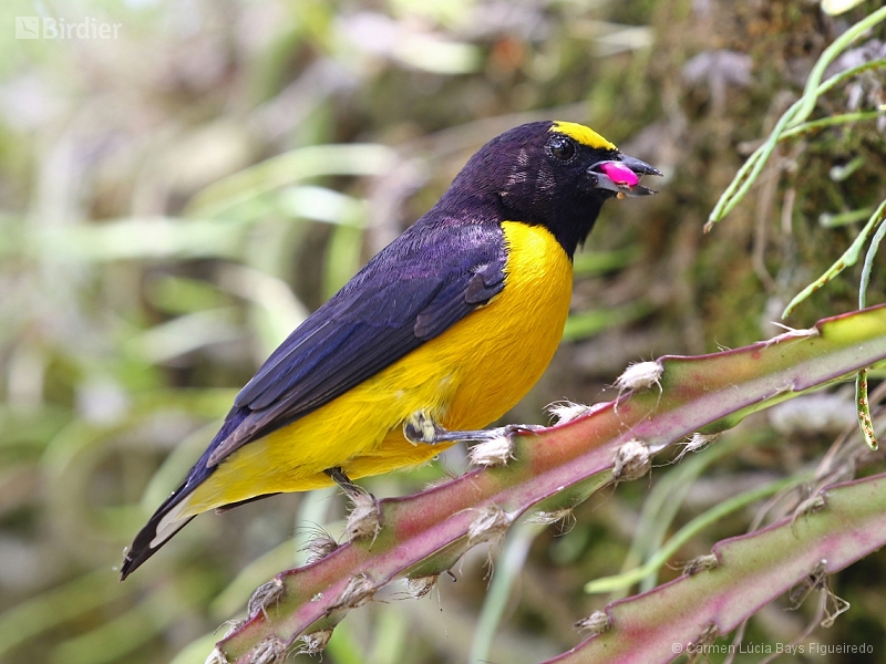 Purple-throated Euphonia