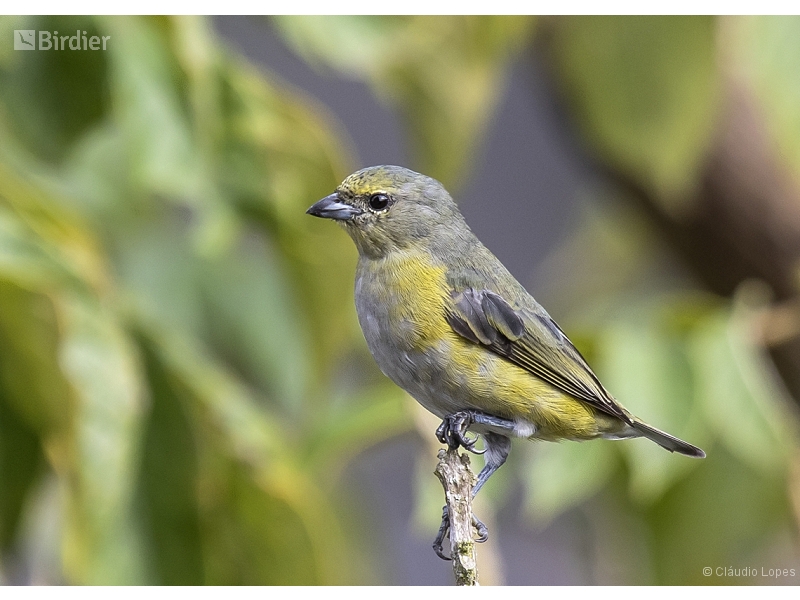 Purple-throated Euphonia