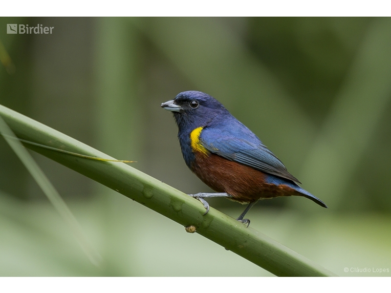 Chestnut-bellied Euphonia