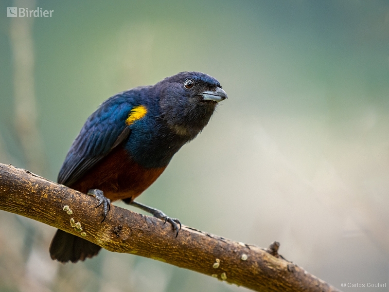 Chestnut-bellied Euphonia