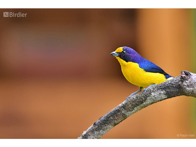 Violaceous Euphonia