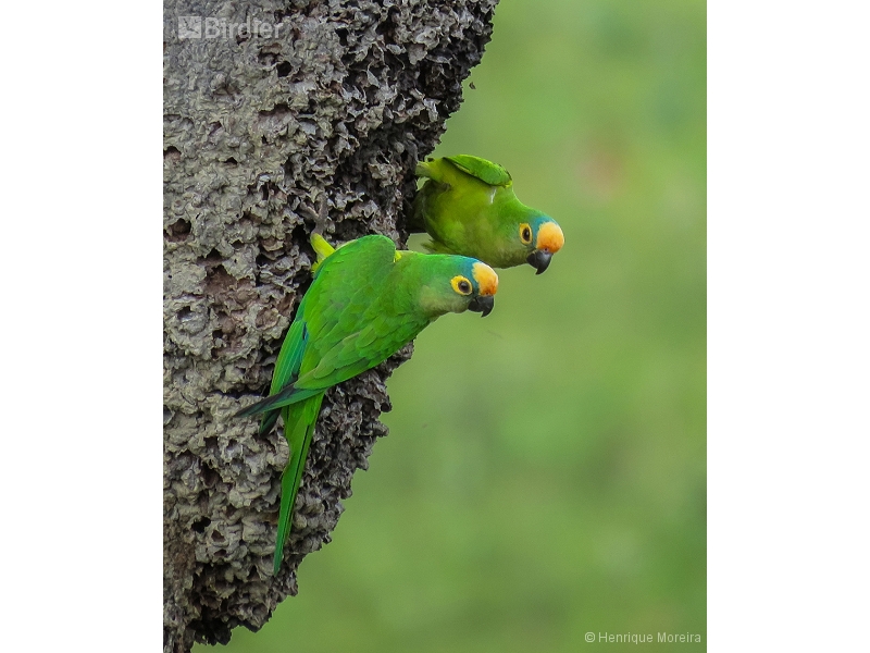 Peach-fronted Parakeet