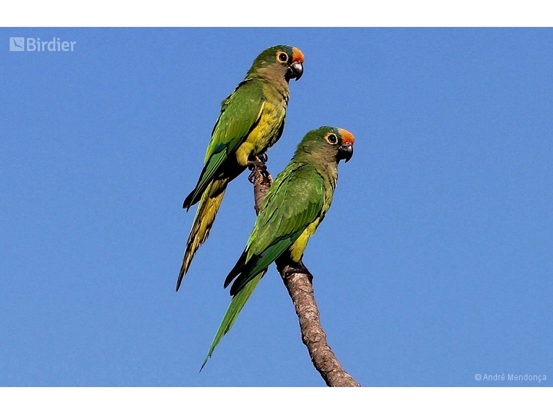 Peach-fronted Parakeet