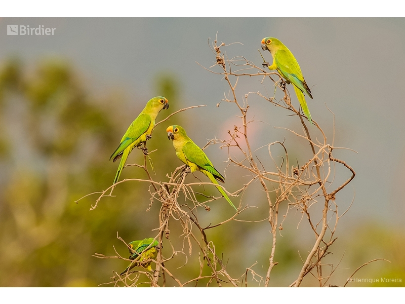 Peach-fronted Parakeet