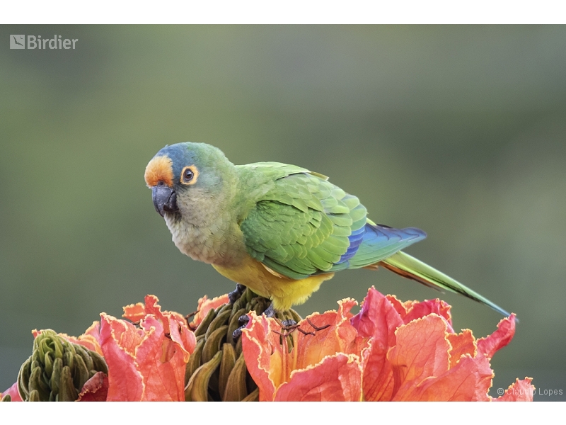 Peach-fronted Parakeet