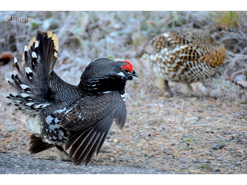Spruce Grouse