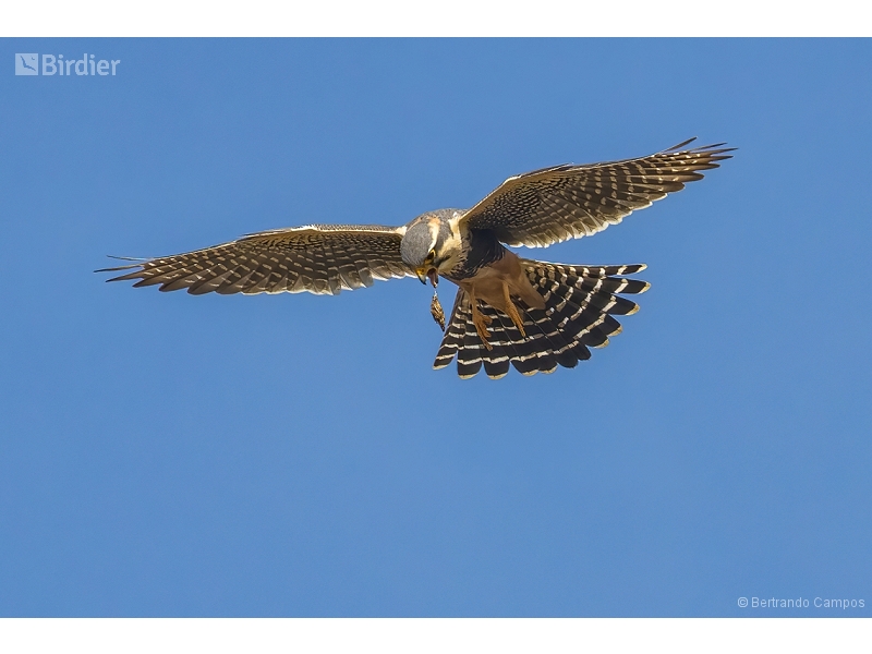 Aplomado Falcon