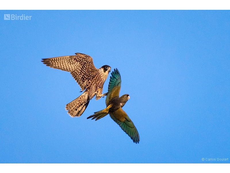 Peregrine Falcon