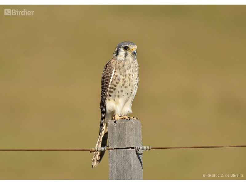 American Kestrel