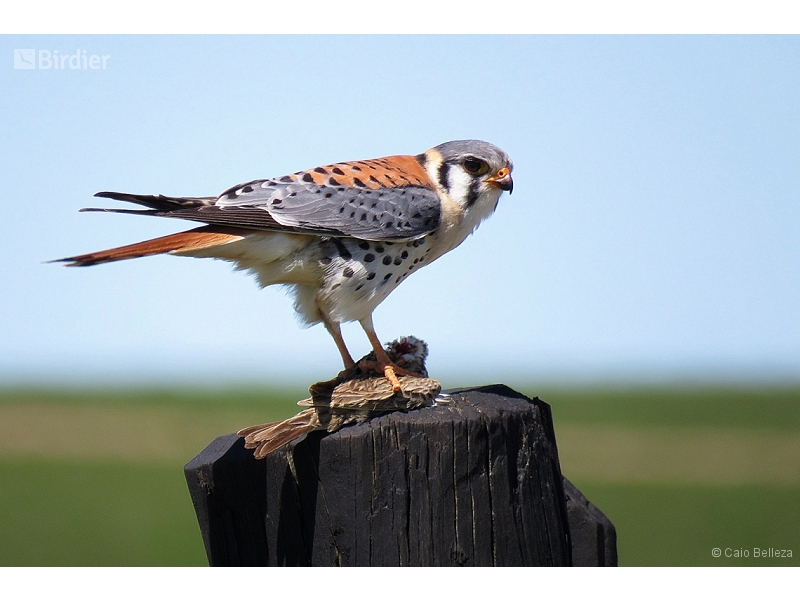 American Kestrel