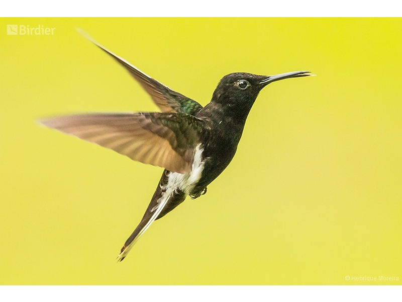 Black Jacobin