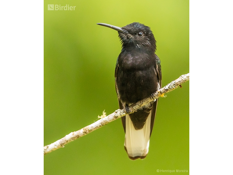Black Jacobin