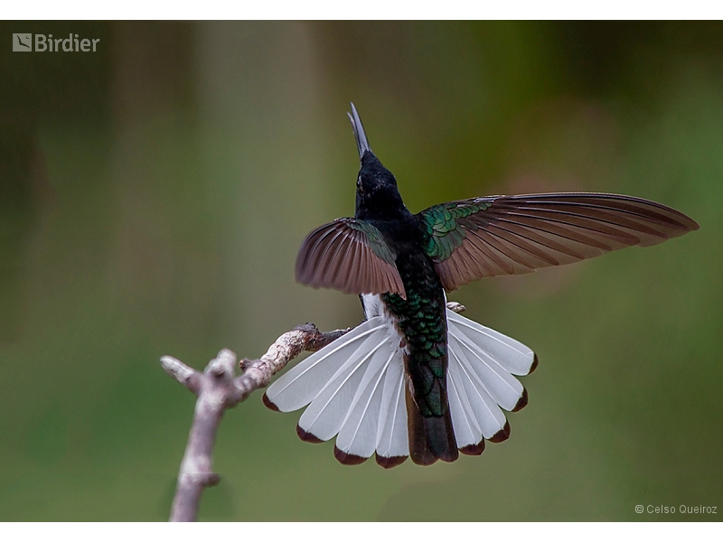 Black Jacobin