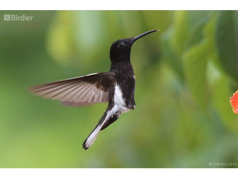 Black Jacobin