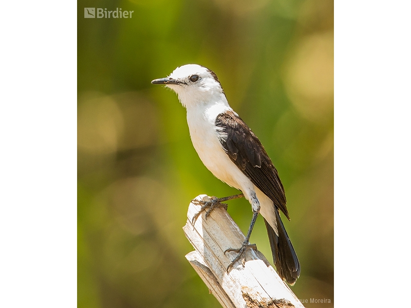 Black-backed Water Tyrant
