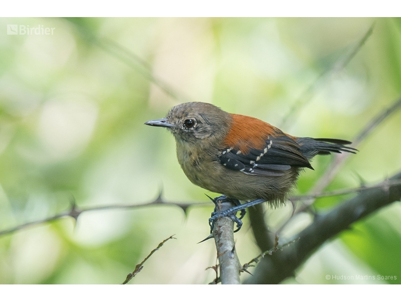 Black-hooded Antwren