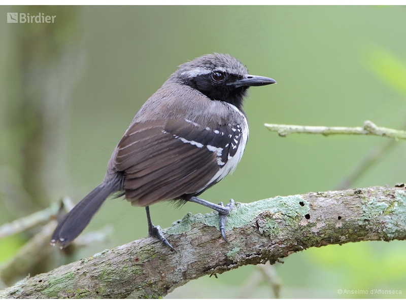 Southern White-fringed Antwren